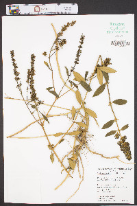 Buddleja davidii image