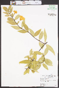 Gelsemium sempervirens image