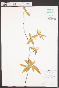 Gelsemium sempervirens image