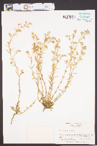 Polypremum procumbens image