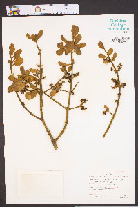 Phoradendron leucarpum subsp. leucarpum image