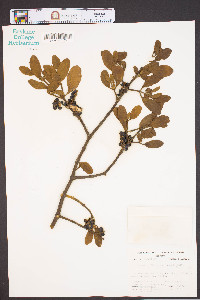 Phoradendron leucarpum subsp. leucarpum image