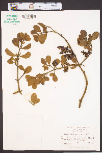 Phoradendron leucarpum subsp. leucarpum image