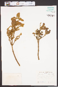 Phoradendron leucarpum subsp. tomentosum image