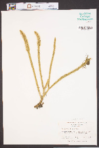 Lycopodiella alopecuroides image