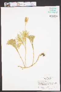 Diphasiastrum tristachyum image