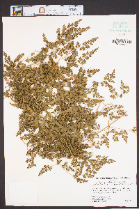 Lygodium japonicum image