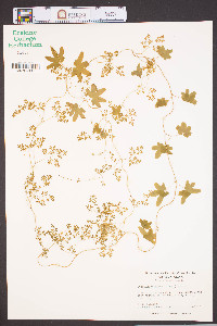 Lygodium palmatum image