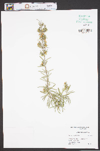 Rosmarinus officinalis image