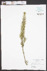 Rosmarinus officinalis image