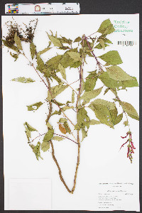 Salvia coccinea image