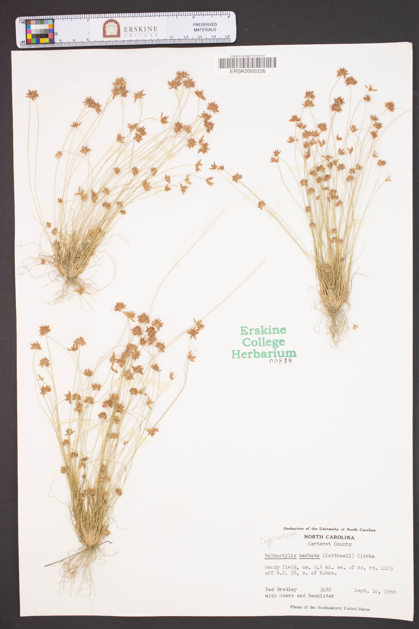 Bulbostylis barbata image