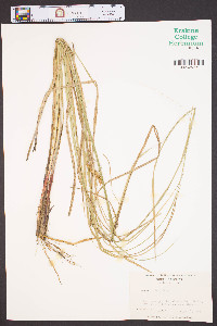 Carex bullata image