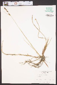 Carex buxbaumii image
