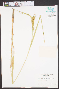 Carex crinita var. gynandra image