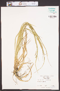 Carex debilis subsp. rudgei image