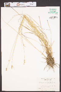 Carex incomperta image