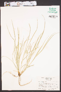 Carex jamesii image