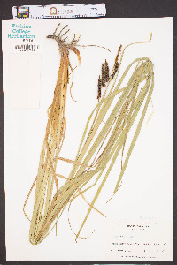 Carex joorii image
