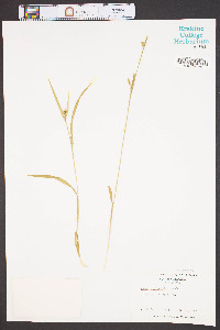 Carex leptonervia image