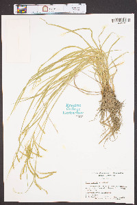 Carex prasina image