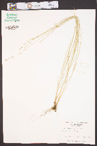 Carex rosea var. radiata image