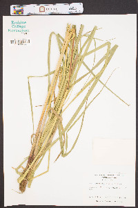 Carex trichocarpa image