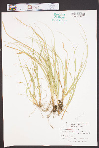 Carex willdenowii image