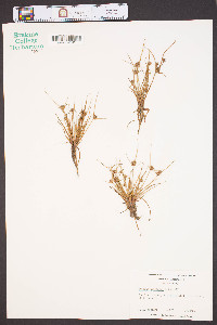 Cyperus squarrosus image