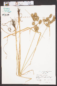 Cyperus dipsaciformis image