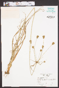 Cyperus plukenetii image