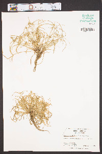 Kyllinga pumila image