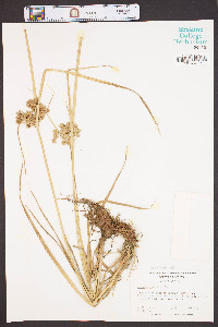 Cyperus virens image