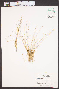 Eleocharis albida image