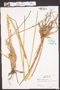 Eleocharis equisetoides image