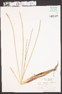 Eleocharis quadrangulata image