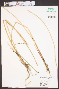 Eleocharis quadrangulata image