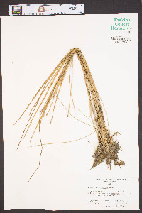 Eleocharis tricostata image