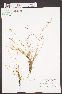 Fimbristylis dichotoma image