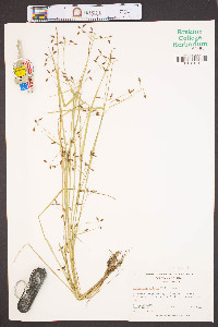 Psilocarya nitens image