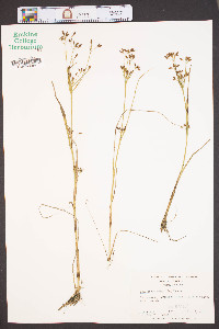 Psilocarya scirpoides image