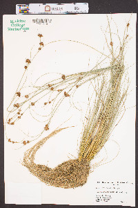 Rhynchospora capitellata image