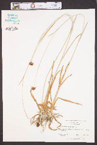 Rhynchospora filifolia image