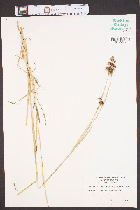 Rhynchospora globularis var. recognita image