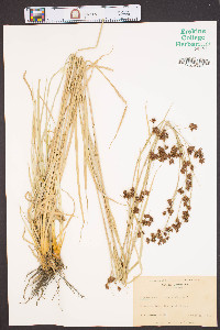 Rhynchospora glomerata image