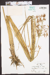 Rhynchospora inundata image