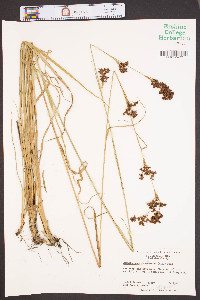 Rhynchospora schoenoides image
