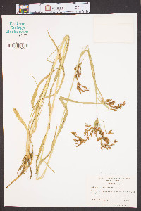 Scirpus lineatus image