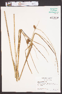 Bolboschoenus robustus image