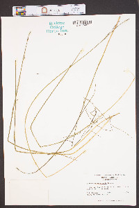 Schoenoplectus subterminalis image